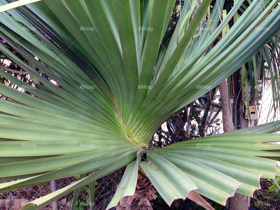 Corkscrew palm at my dad's garden. 