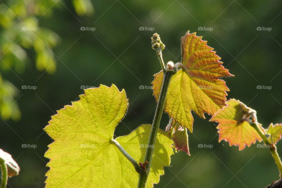 wine leafs
