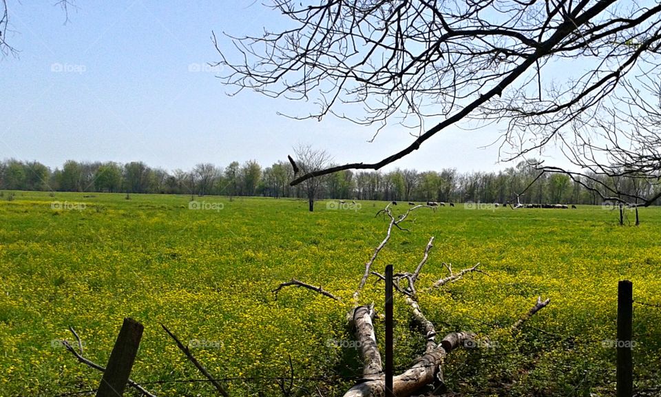 this pretty field with a downed tree and cows in the distance is covered in tiny yellow flowers.