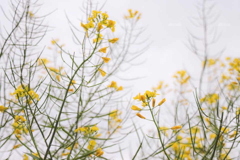 油菜花