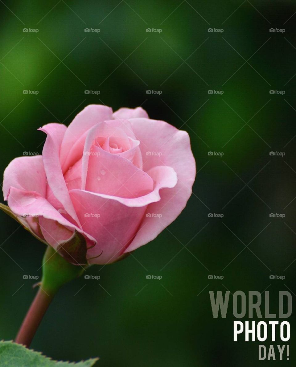 pink Roses are really very beautiful