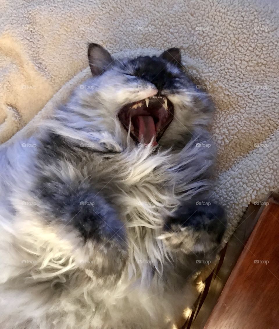 Layla the gray long haired cat yawning during her car nap 