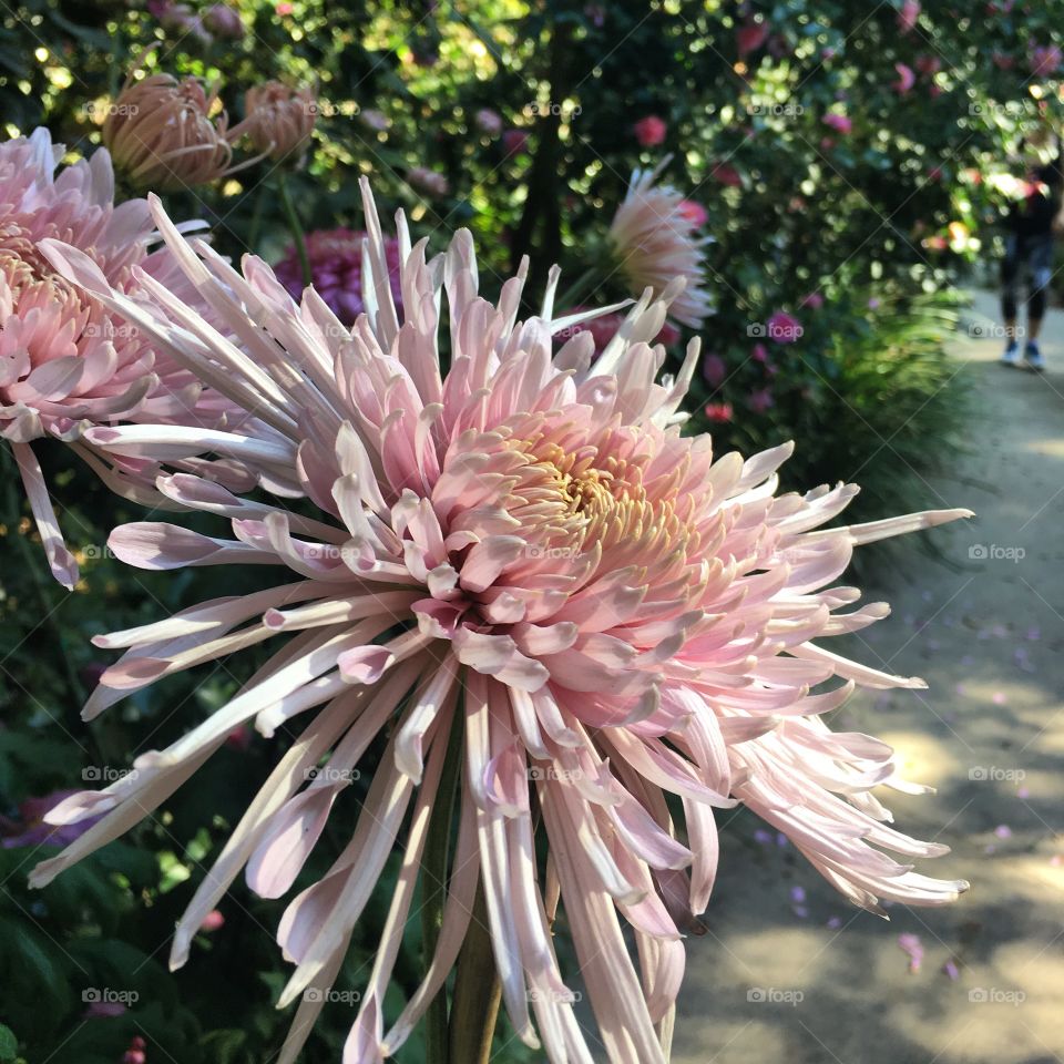 Chrysanthemum garden flower pale pink