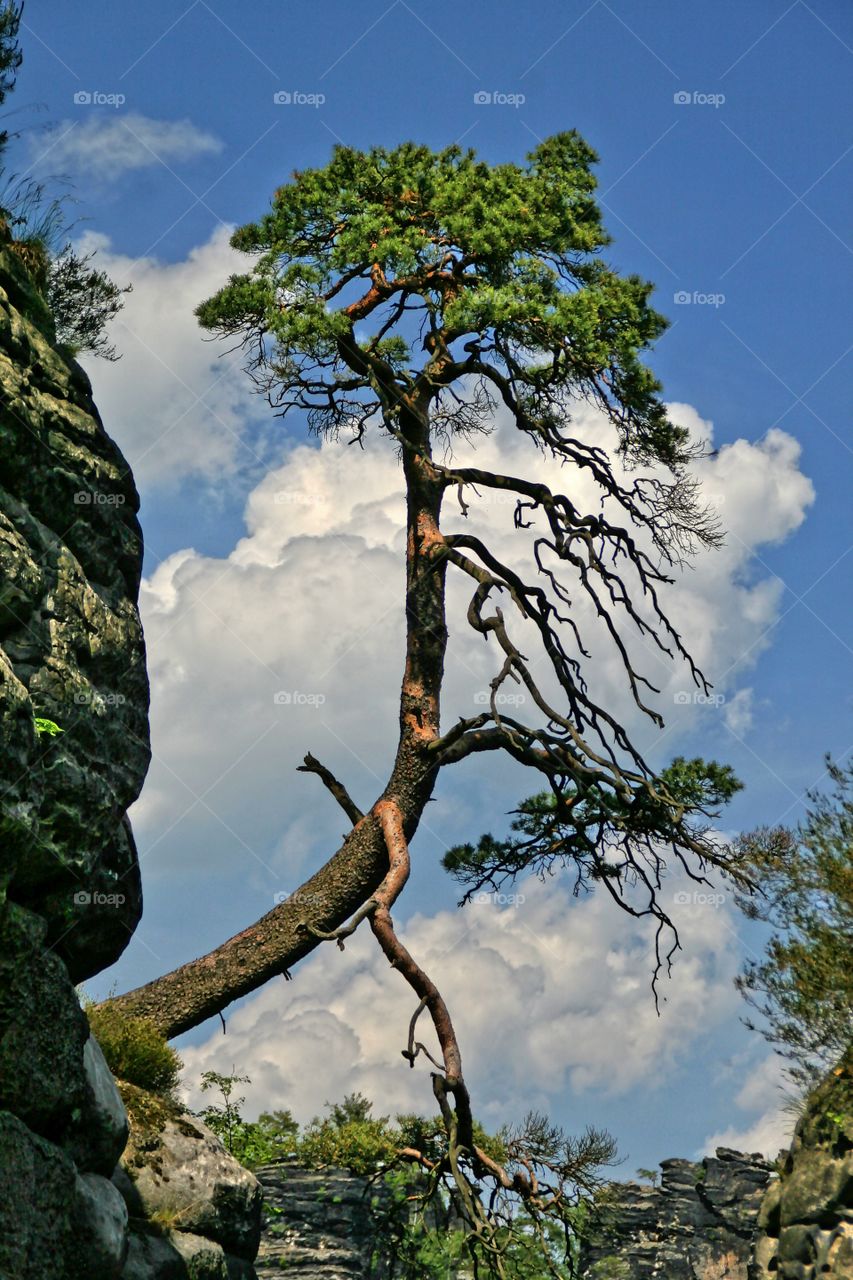 Large tree grow on rock