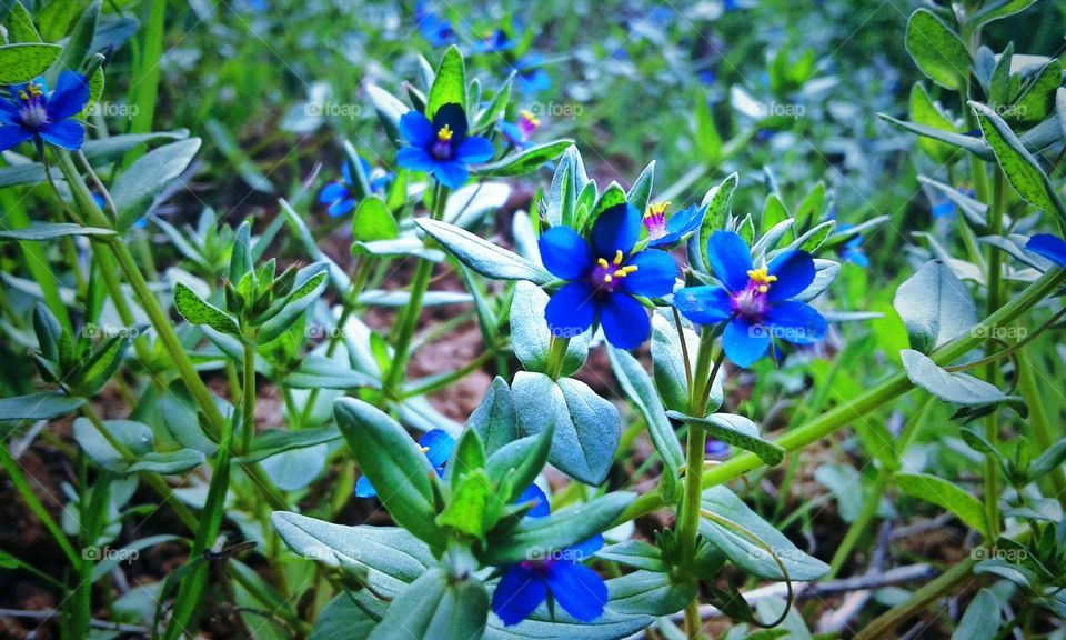 blue flower
