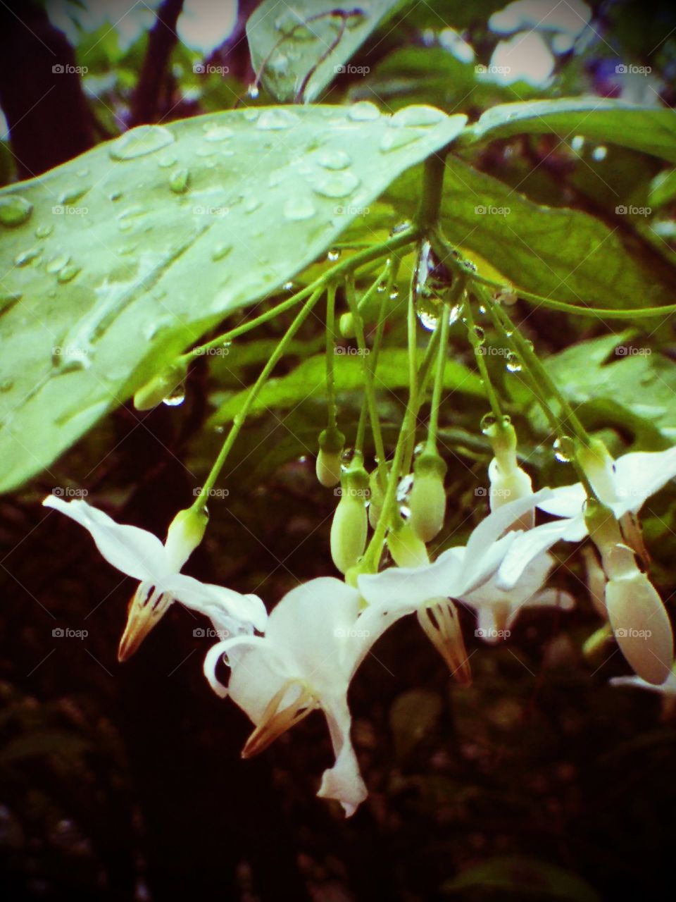 Wrightia religiosa. The Wrightia religiosa after rain in my garden