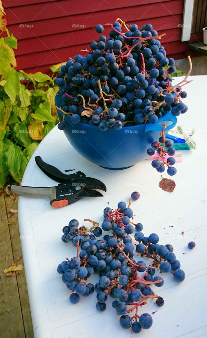 picking grapes. picking grapes 