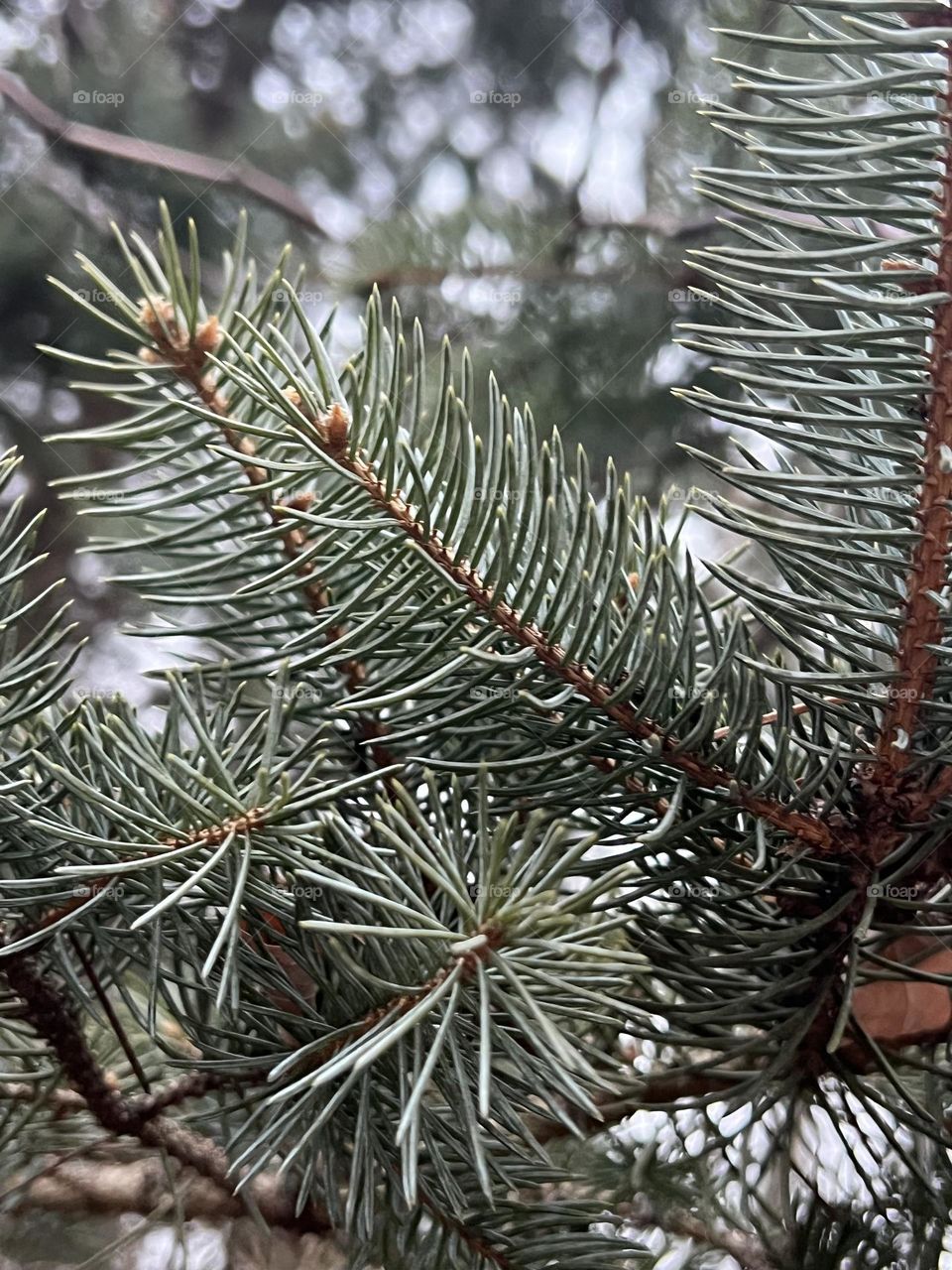 Pine tree branches