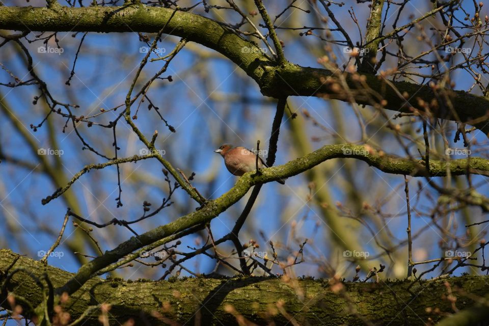 Buchfink im Gestrüpp
