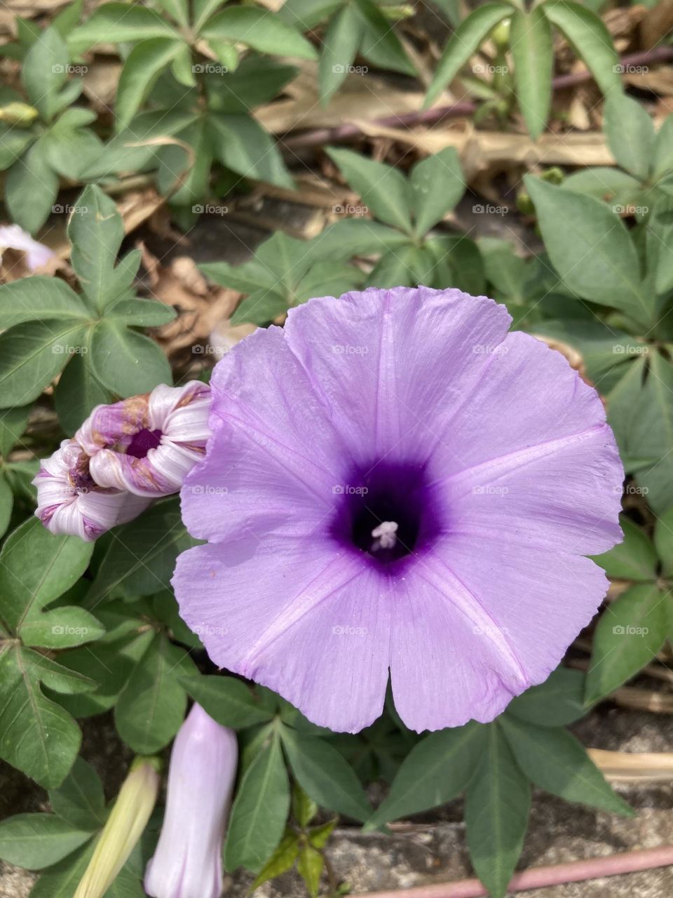 🌹 🇺🇸 Very beautiful flowers to brighten our day.  Live nature and its beauty. Did you like the delicate petals? / 🇧🇷 Flores muito bonitas para alegrar nosso dia. Viva a natureza e sua beleza. Gostaram das pétalas delicadas? 
