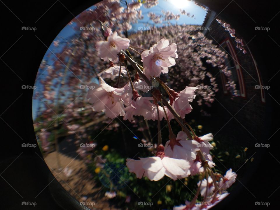 Pink Blossoms with a fish eye lens