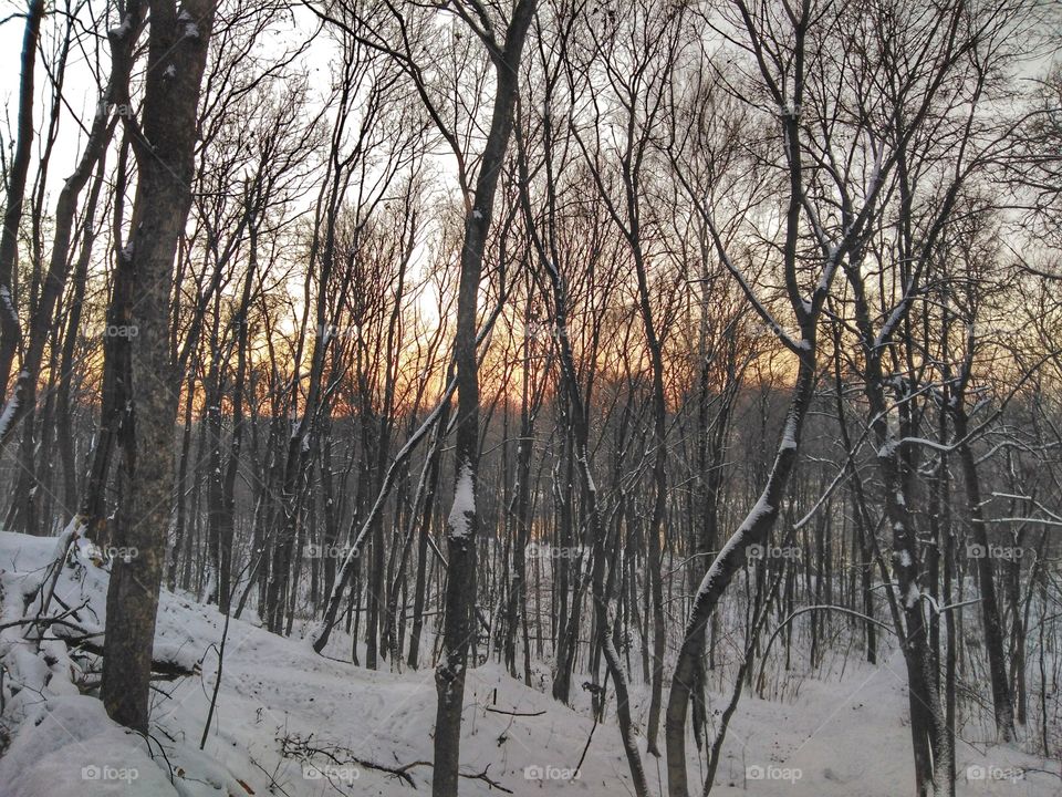 Winter, Snow, Wood, Tree, Landscape