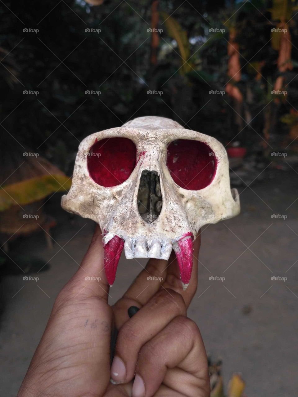 Animal Skull.