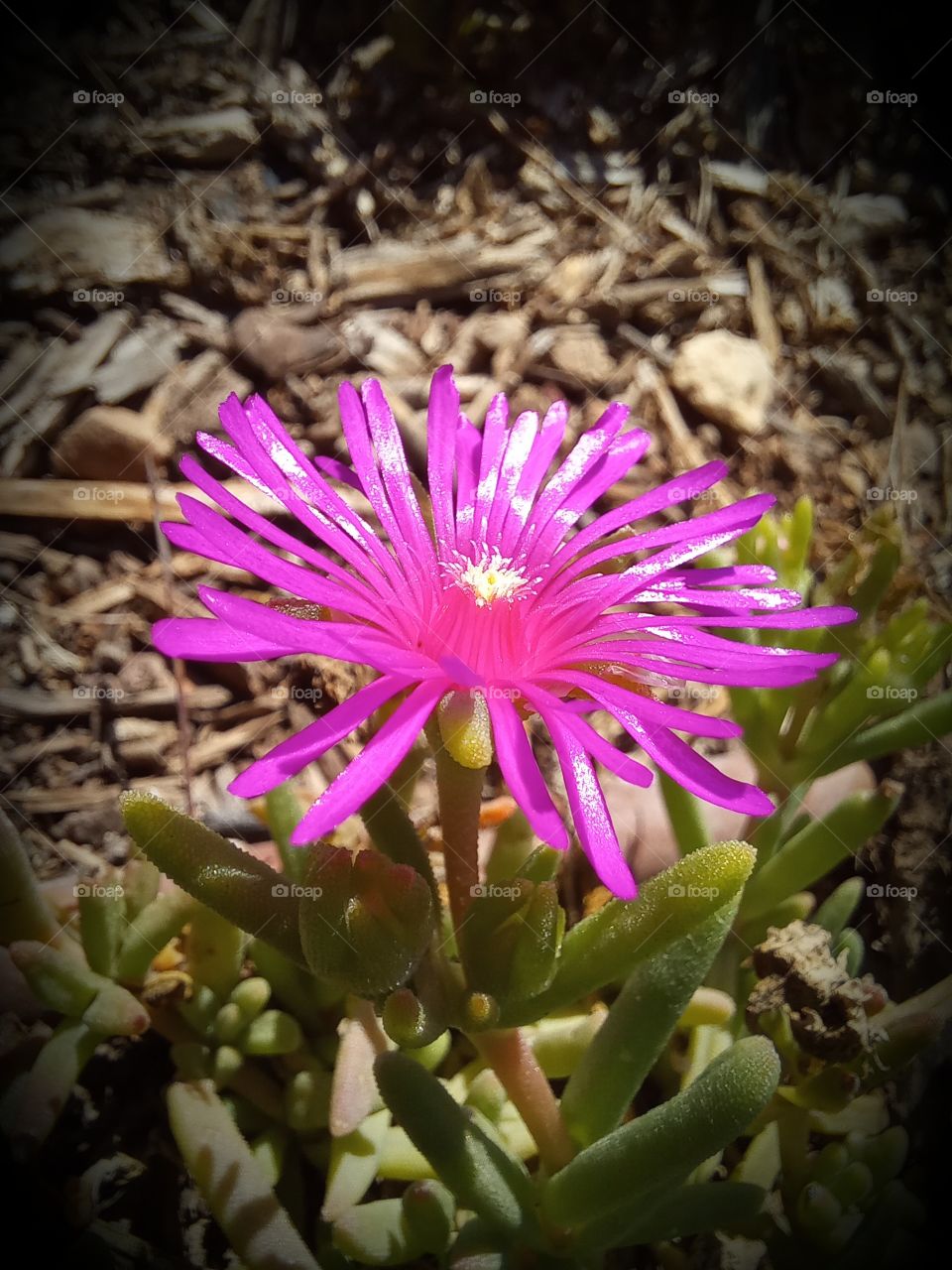 Delosperma cooperi