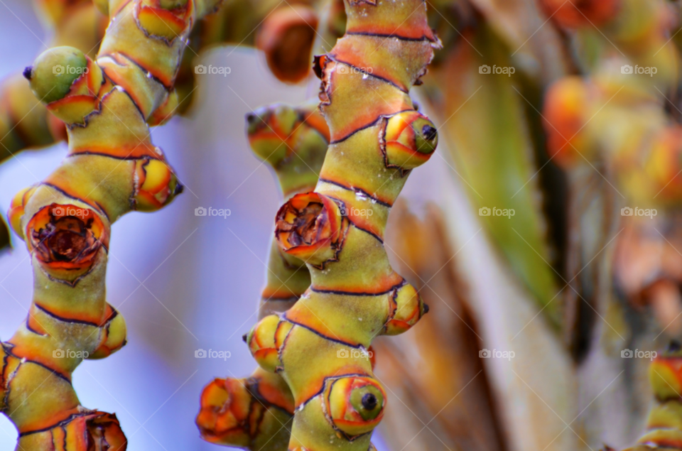 green color tree colourful by hkjohan