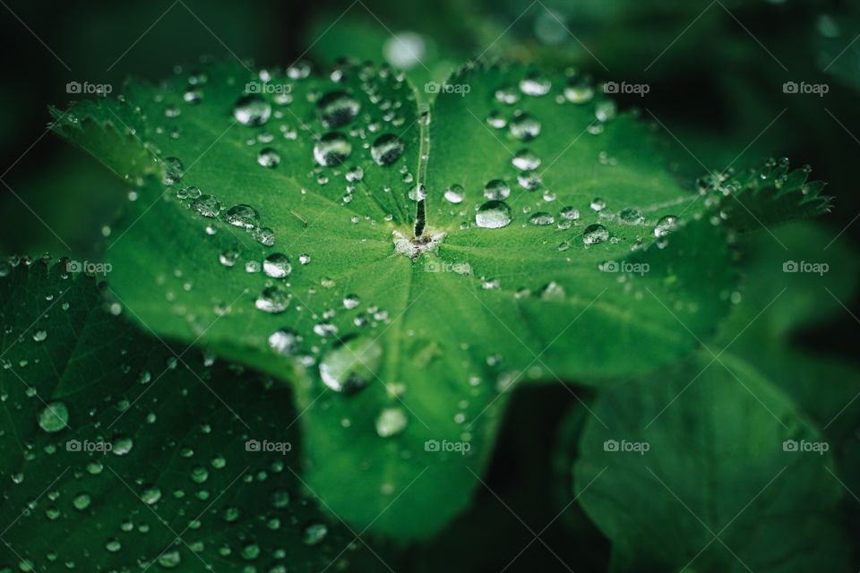 Raindrops on green leaf