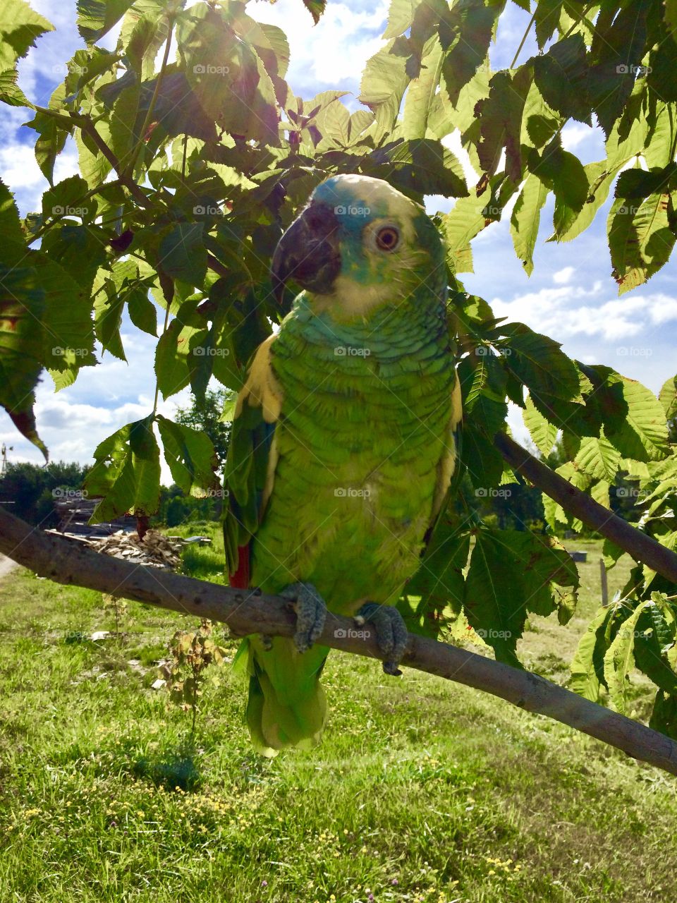 Amazon parrot in tree