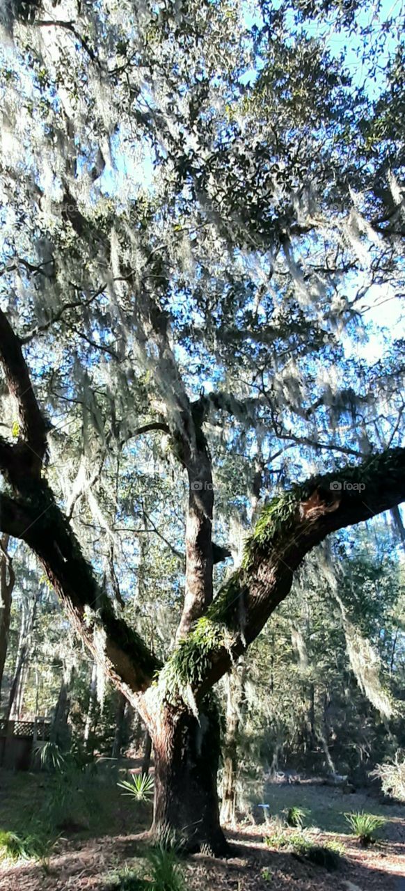 morning sun cast brightness  shadows and silhouettes on old live oak tree