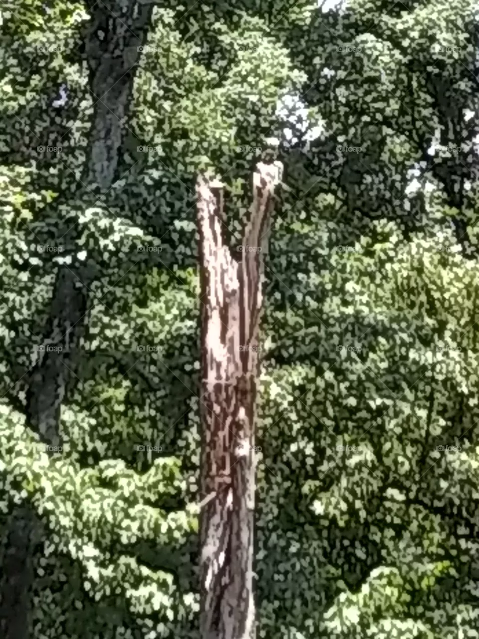 tree trunk
