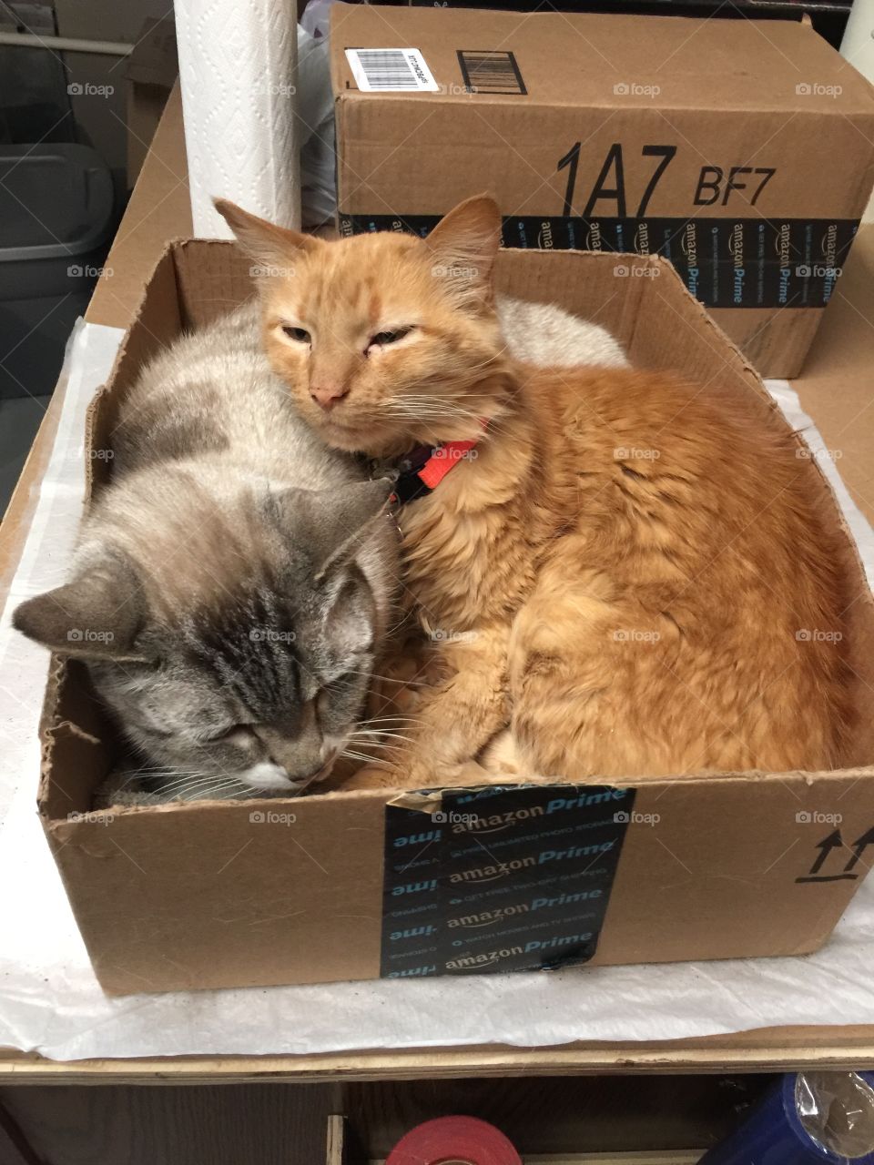 Cats in a box