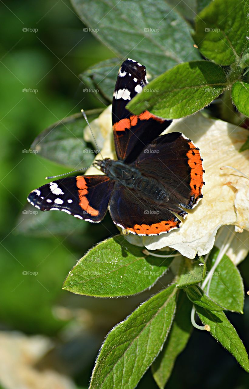 Red Admiral. Red Admiral feeding on azaleas