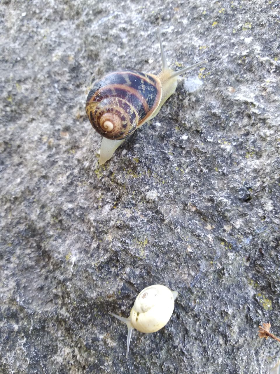 Snail