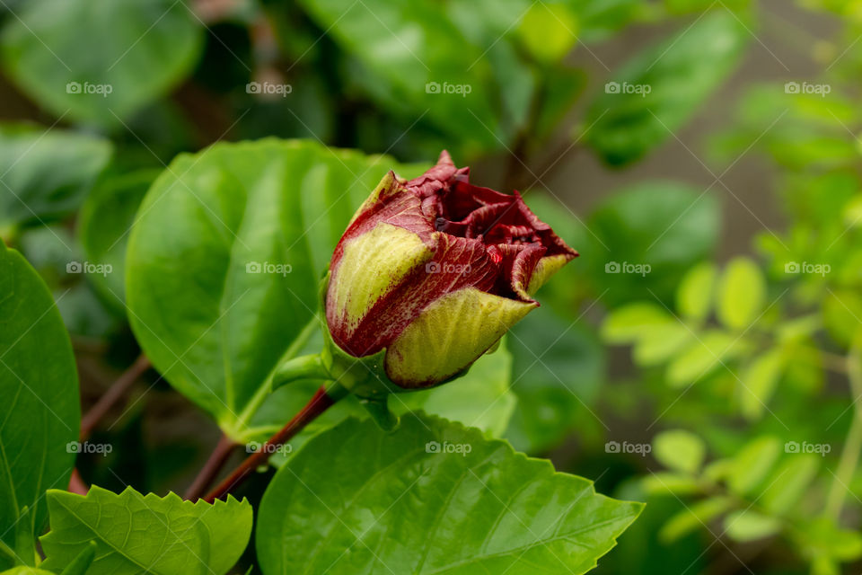 Red Hibiscus