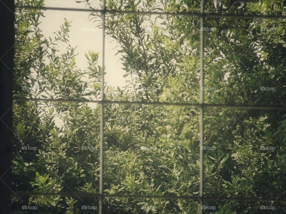 Forest Behind Window