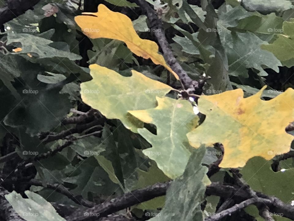 Pretty changing color fall leaves