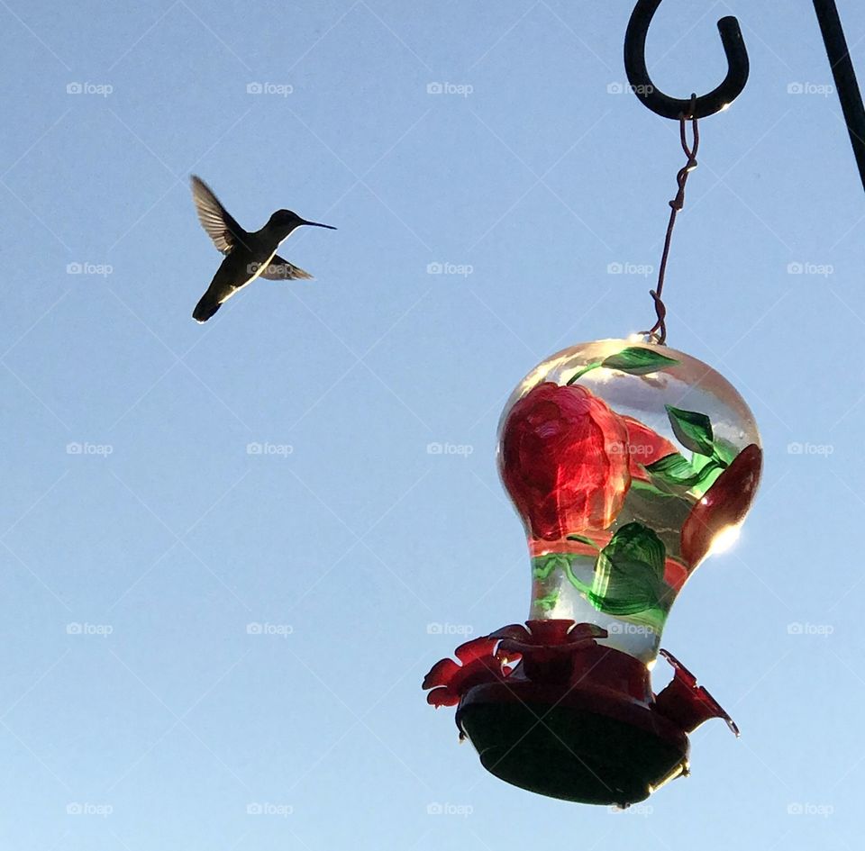 Last hummingbird to the feeder