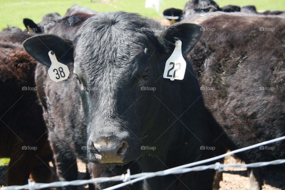 Cattle with livestock tad in farm