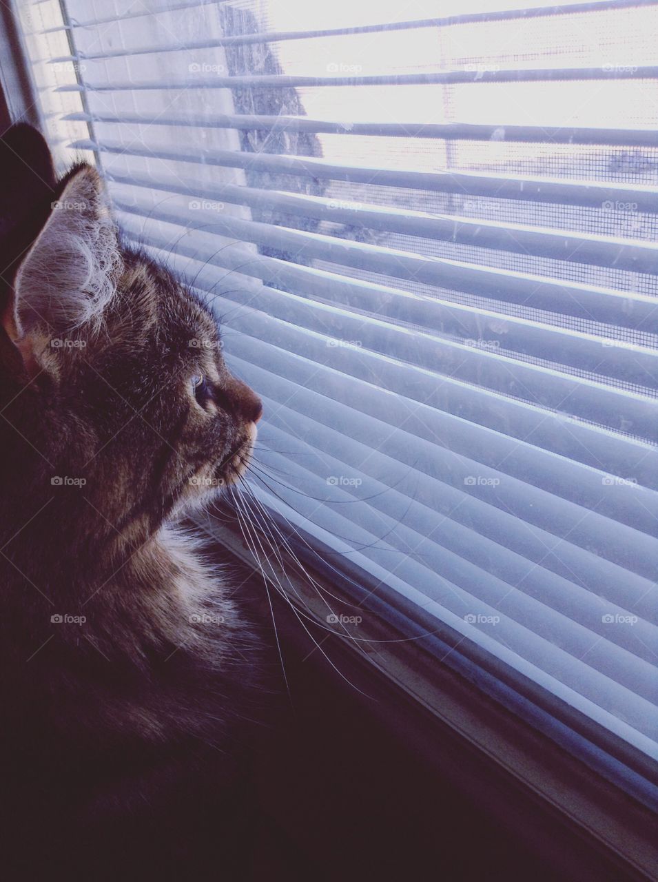 Kitty looking through the window