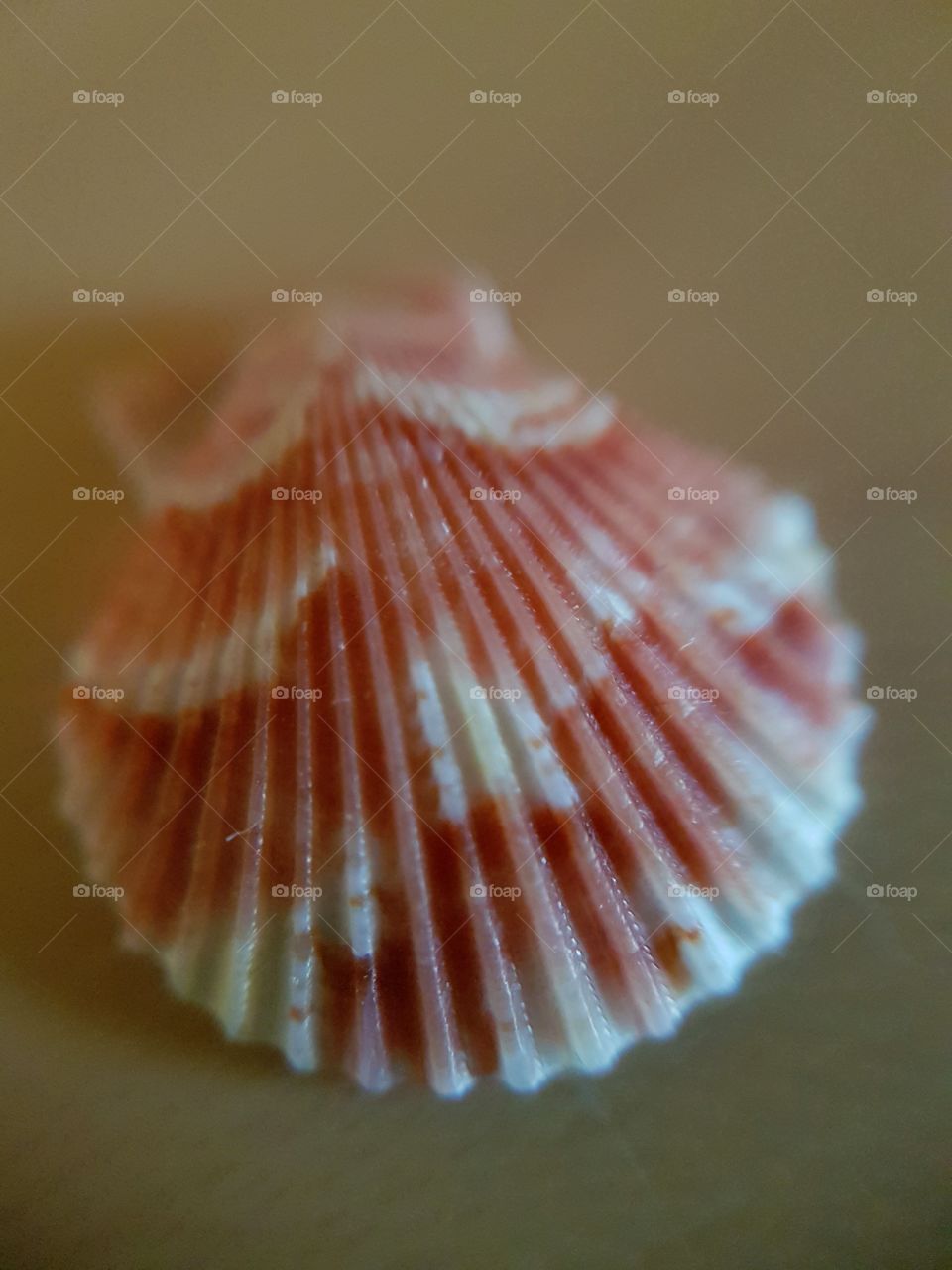 seashell