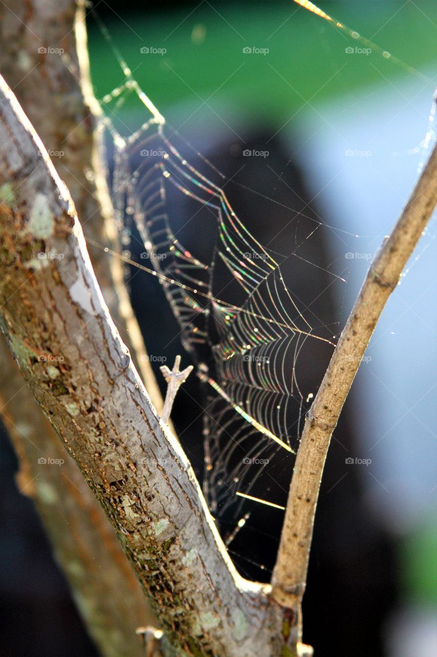 spiderweb o