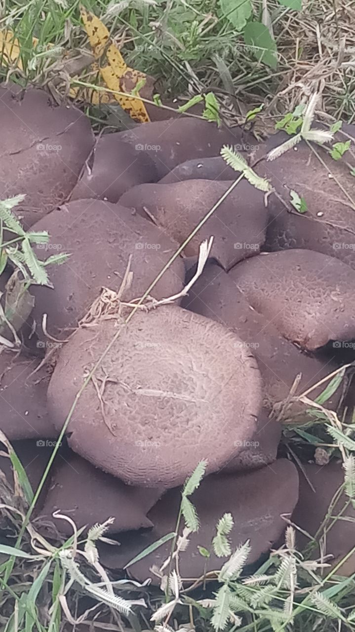 This fungus is many more and beautyful click