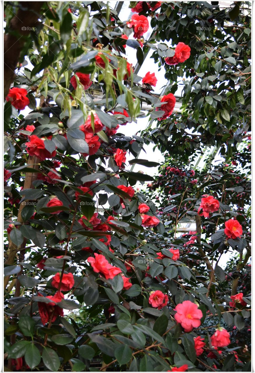 Berlin Park alex alexander BOMMELIG BY ALEXANDER Botanischer Garten Botschaft Garden Flower tree Blüte blütenbaum exotisch