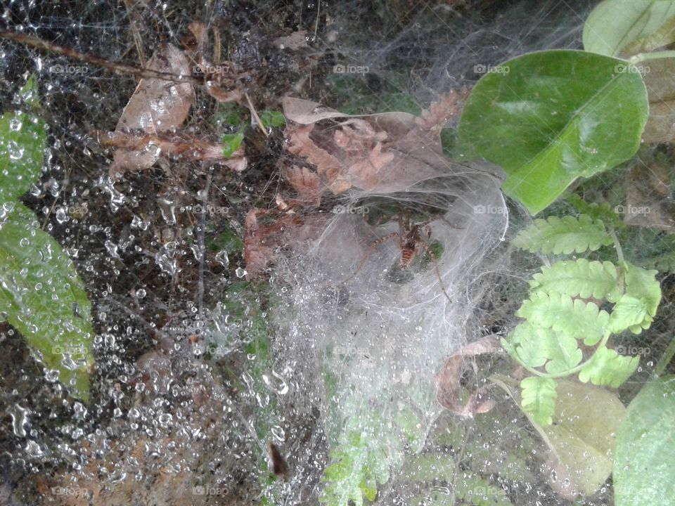 spider net with spider