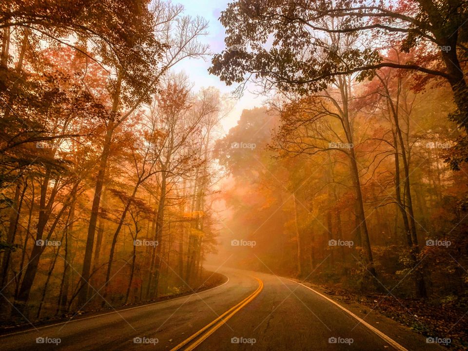 Foggy, Fall Road