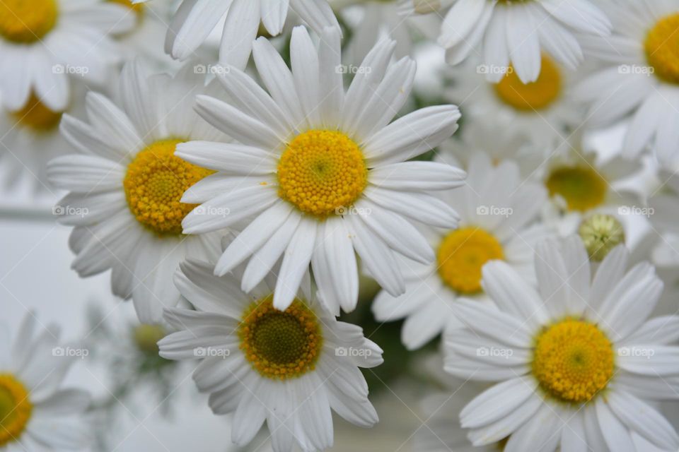 camomile flowers round beautiful texture background