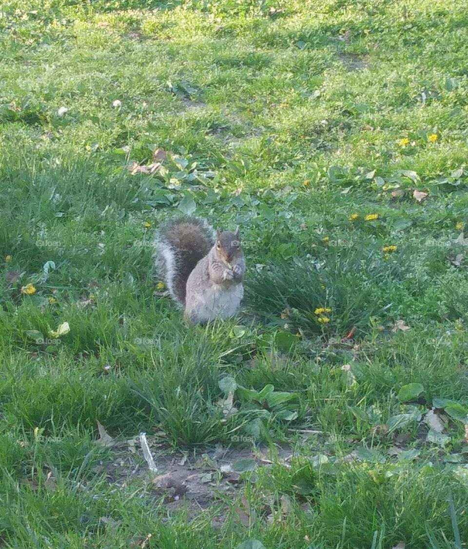 ardilla en el parque