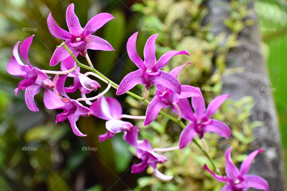 Beautiful purple orchids