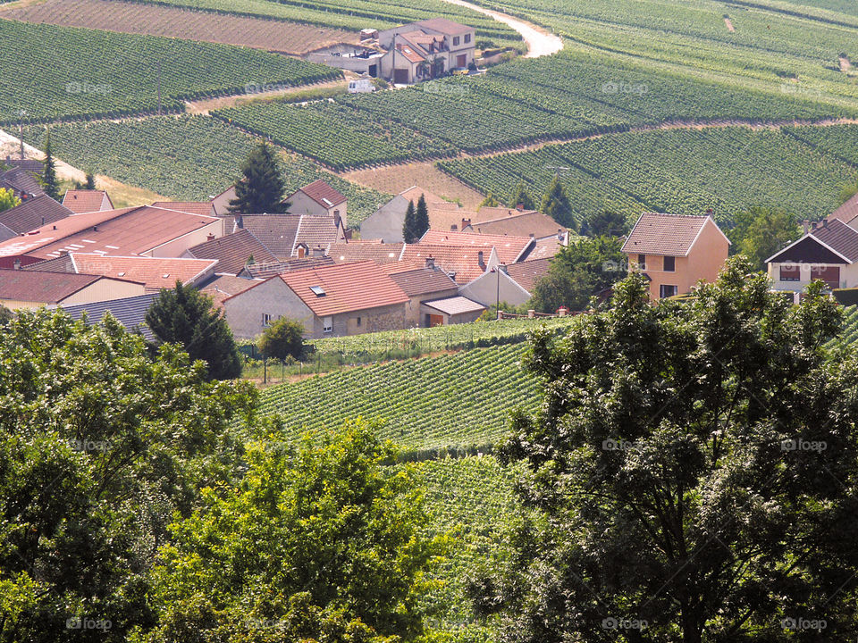 Champagne . Vineyards 