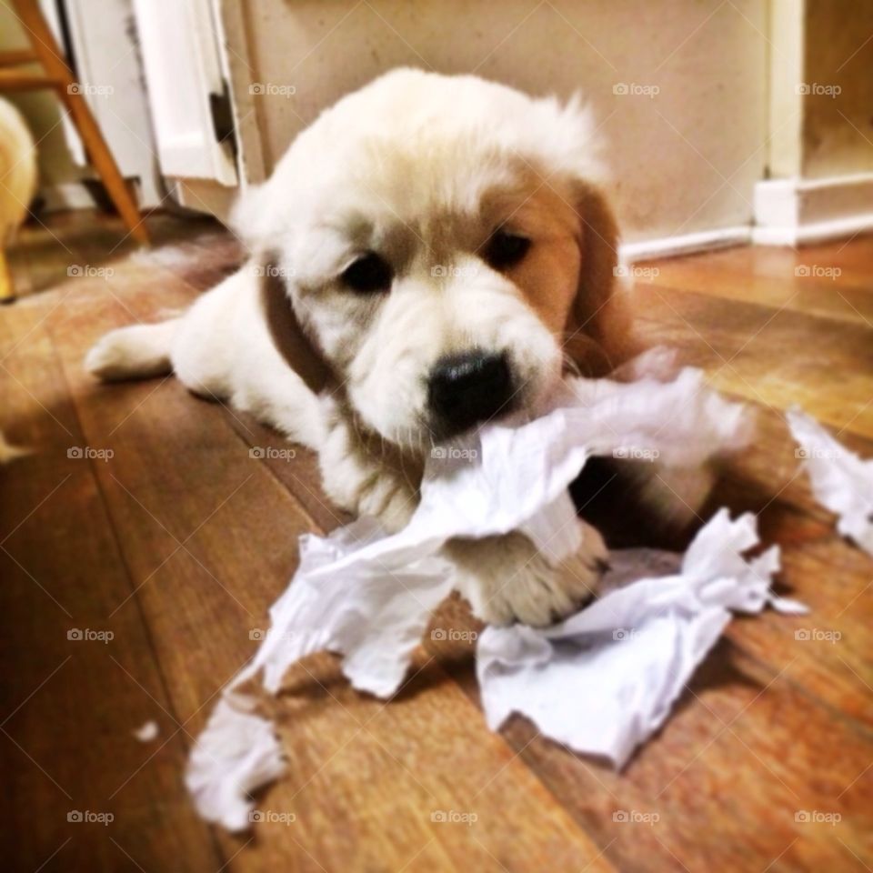 Golden retriever puppy