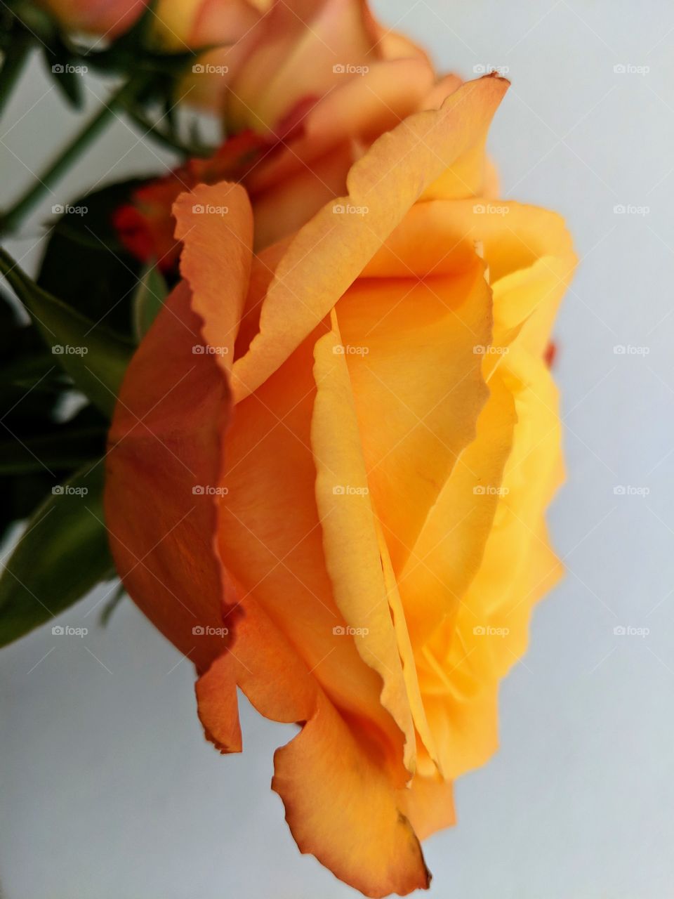 Rose from side view