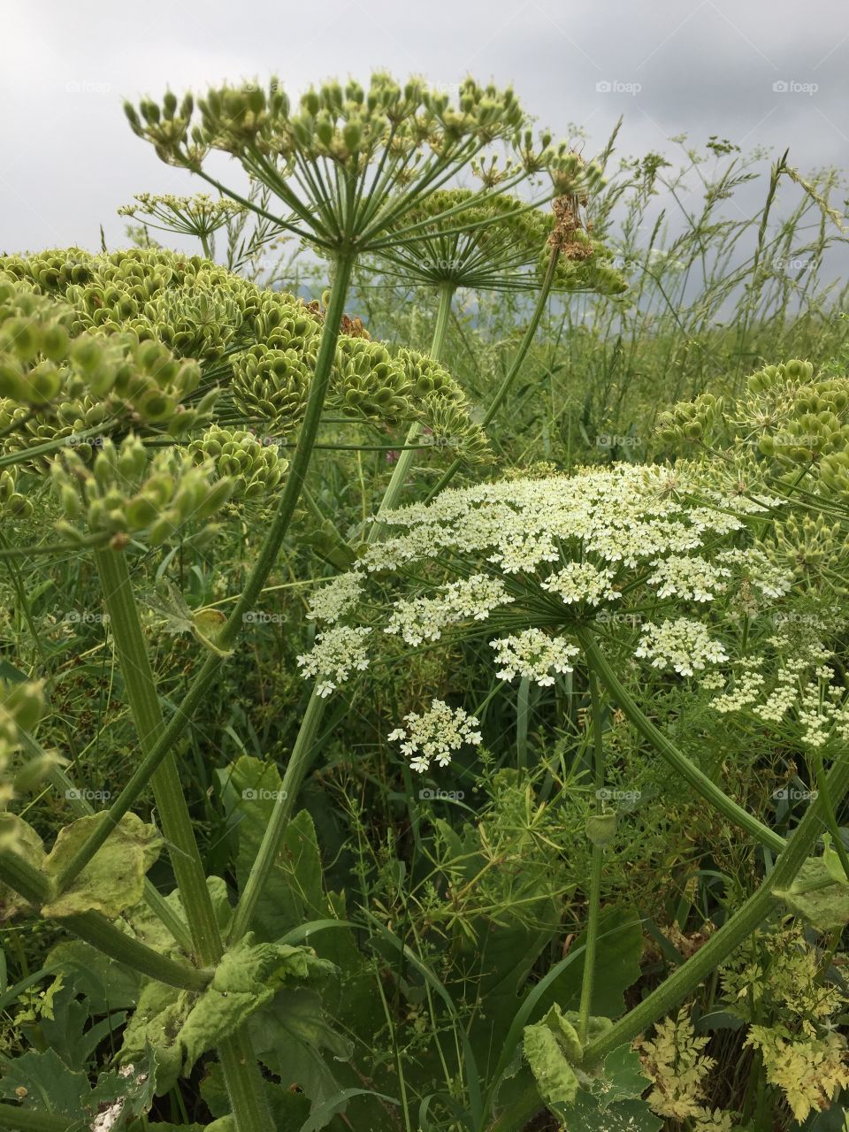 Shades of Green 