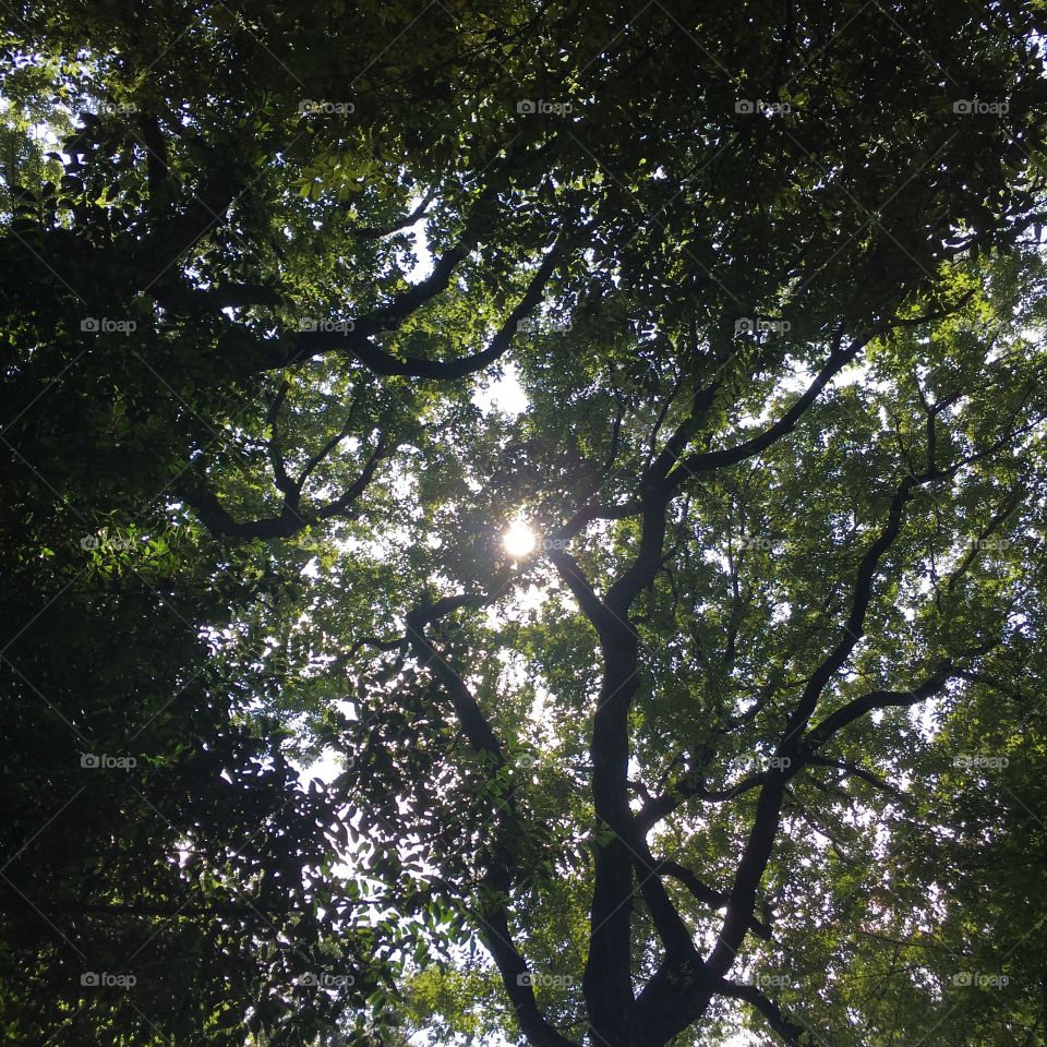 Seeing the sun through the rainforest canopy is like a glimmer of hope and light.