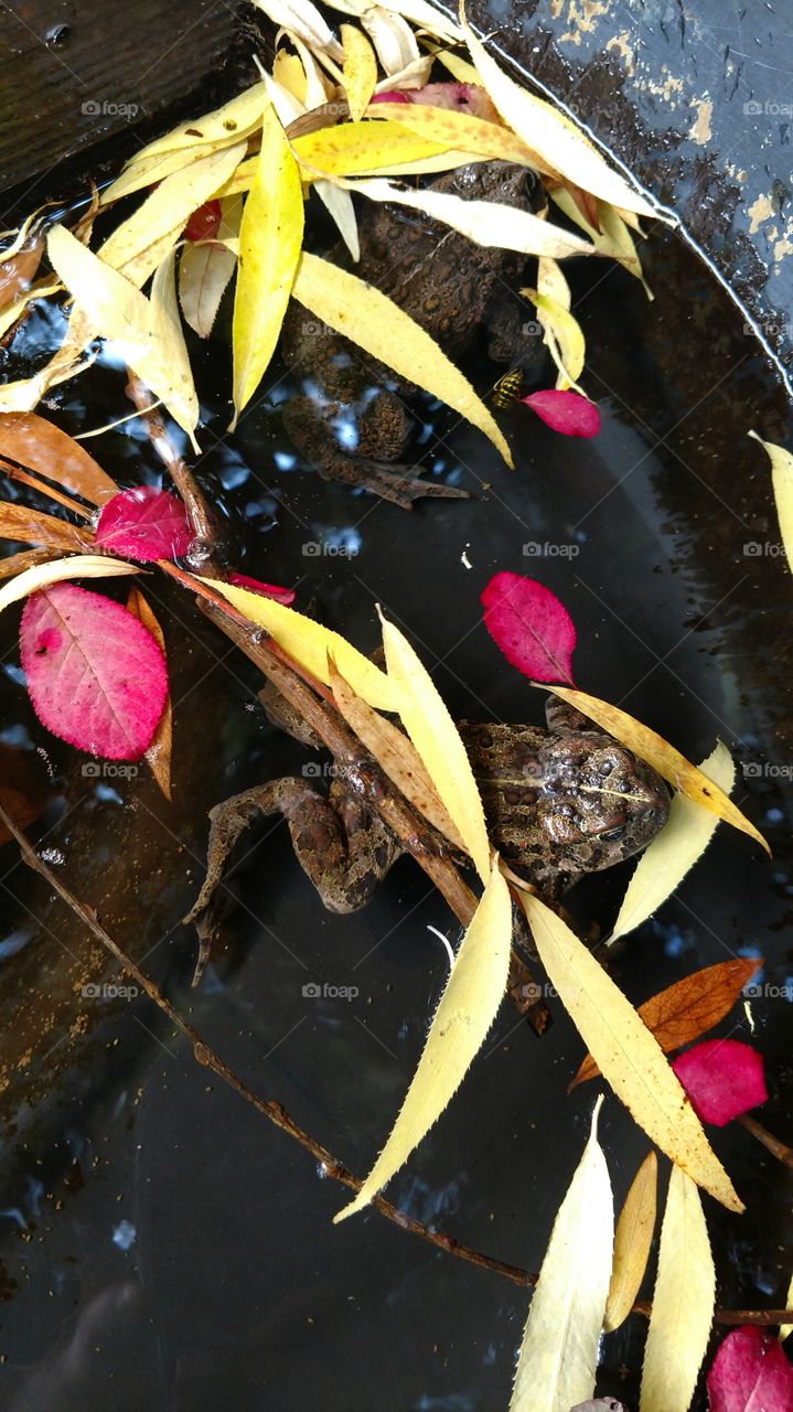 frog, water, pond, leaves, toads