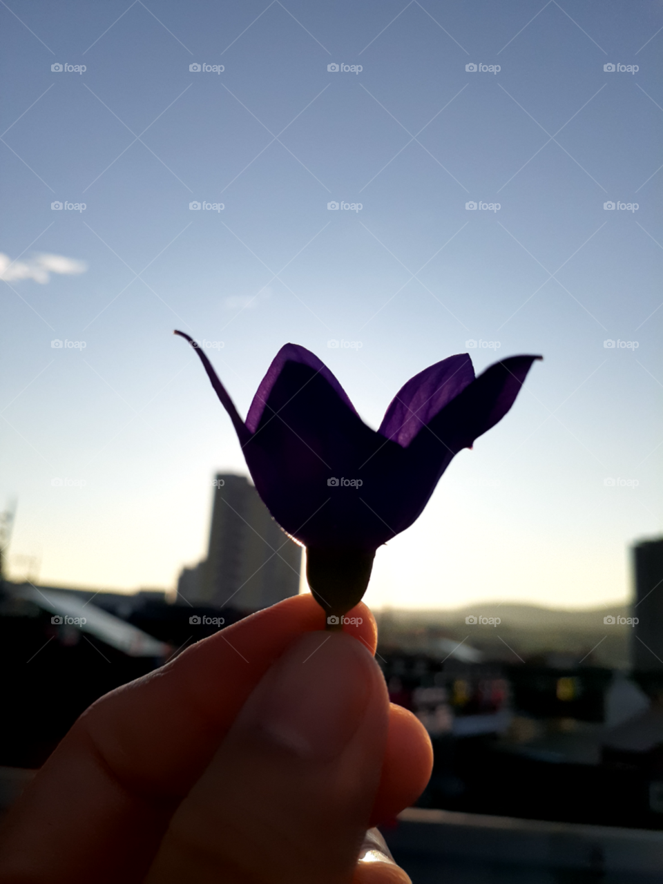 the purple flower shadow. thanks of the little light from the dawn i was able to capture the shadow of this lovely flower early morning.