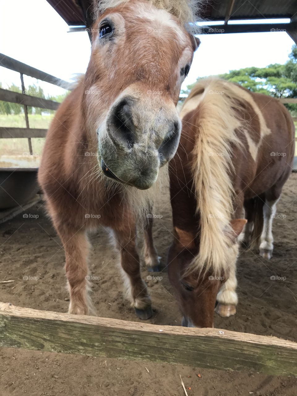 Pony love!!! Two little ponies.
