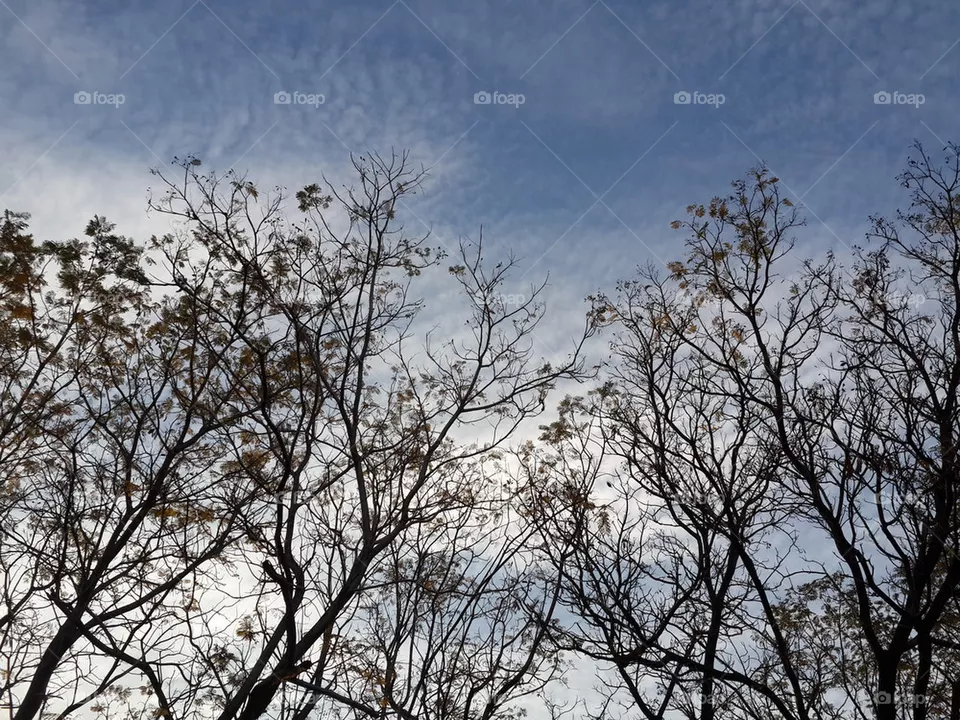 trees